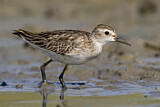 Image. Long-toed Stint