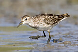 Image. Long-toed Stint