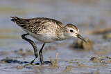 Image. Long-toed Stint