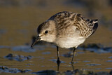 Image. Long-toed Stint
