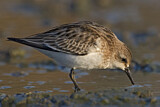 Image. Long-toed Stint