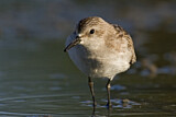 Image. Long-toed Stint