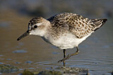 Image. Long-toed Stint