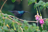 Image. Loten's Sunbird