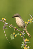 Image. Louisianawürger