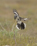 Image. Louisianawürger