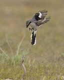 Image. Louisianawürger