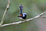 Image. Lovely Fairywren