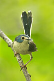 Image. Lovely Fairywren