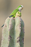 Image. Luchssittich