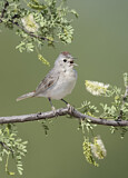 Image. Lucy's Warbler