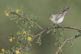 Image. Lucy's Warbler