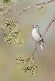 Image. Lucy's Warbler