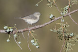 Image. Lucy's Warbler