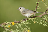 Image. Lucy's Warbler