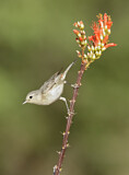 Image. Lucy's Warbler