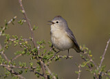 Image. Lucy's Warbler
