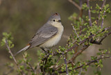 Image. Lucy's Warbler