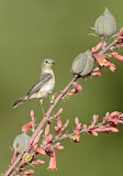 Image. Lucy's Warbler