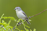 Image. Lucy's Warbler