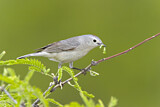 Image. Lucy's Warbler