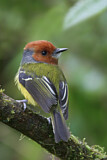Image. Lulu's Tody-Flycatcher