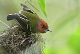 Image. Lulu's Tody-Flycatcher