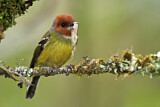 Image. Lulu's Tody-Flycatcher