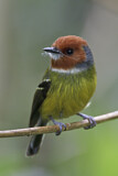 Image. Lulu's Tody-Flycatcher
