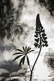 Image. Lupine