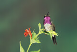 Image. Luzifersternkolibri