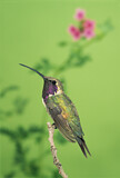 Image. Luzifersternkolibri