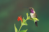 Image. Luzifersternkolibri