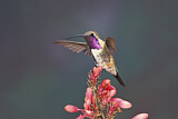 Image. Luzifersternkolibri