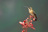 Image. Luzifersternkolibri