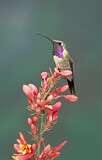 Image. Luzifersternkolibri