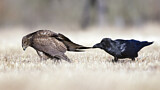 Image. Mäusebussard & Kolkrabe