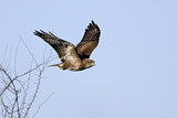 Image. Mäusebussard