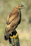 Image. Mäusebussard