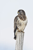 Image. Mäusebussard