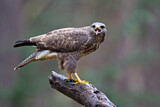Image. Mäusebussard