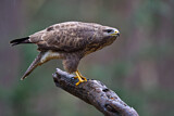 Image. Mäusebussard