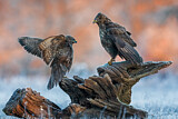 Image. Mäusebussard