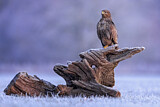 Image. Mäusebussard
