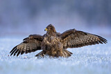 Image. Mäusebussard