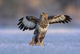 Image. Mäusebussard