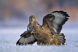 Image. Mäusebussard