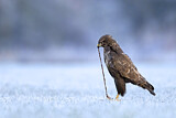 Image. Mäusebussard