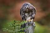 Image. Mäusebussard