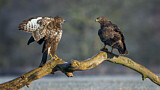 Image. Mäusebussard